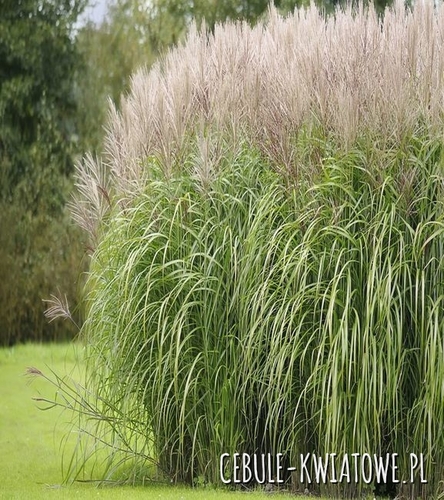 Miskant Chiński - Miscanthus Yakushima Dwarf 1 szt.
