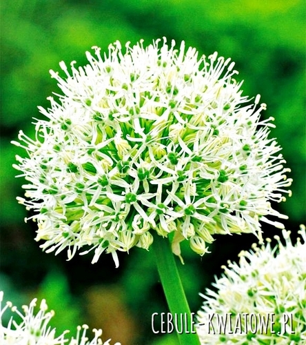 Allium - Czosnek Mount Everest 1 szt.