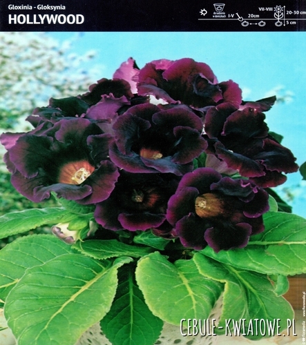 Gloksynia Hollywood 1 szt.