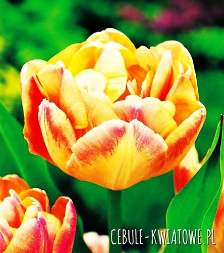 Tulipan Ekskluzywny Creme Upstar 5 szt.