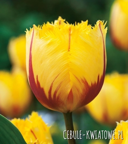 Tulipan Ekskluzywny Flamenco 5 szt.