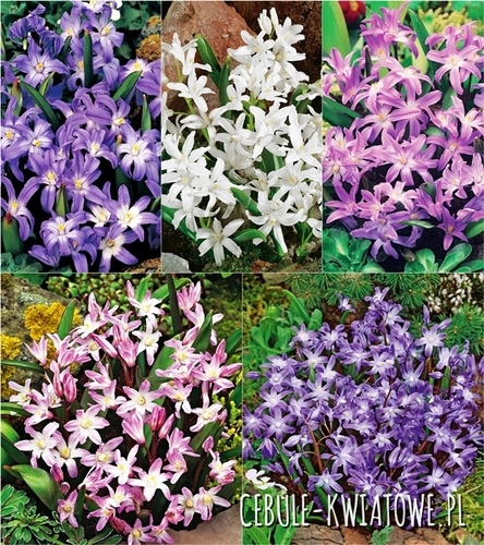 Zestaw Chionodoxa - Śnieżnik