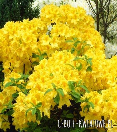 Azalia Wielkokwiatowa "Anneke" 1 szt.