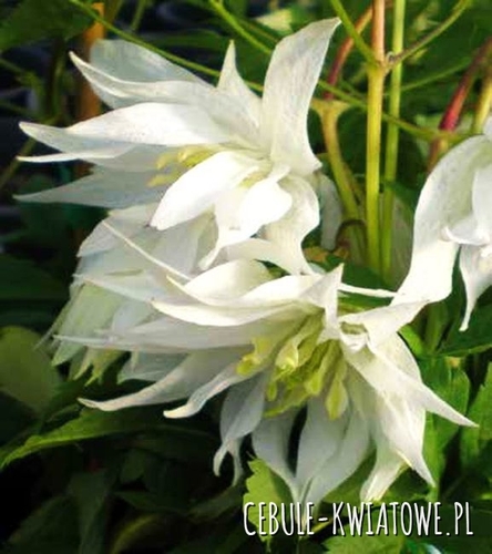 Clematis Albina Plena - doniczka