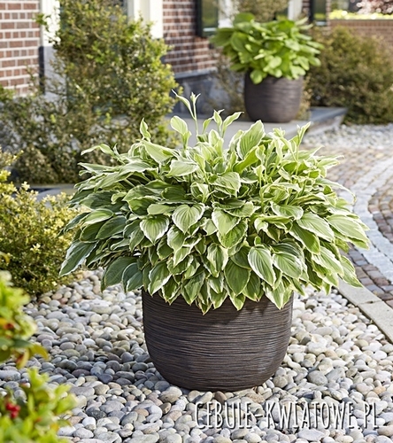 Hosta - Funkia Albomarginata 1 szt.