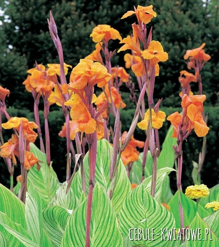 Canna Kanna Striata 1 szt.