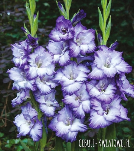 Gladiolus Mieczyk Wielkokwiatowy Triton 5 szt.