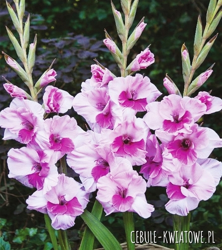 Gladiolus Mieczyk Wielkokwiatowy Alannah 5 szt.