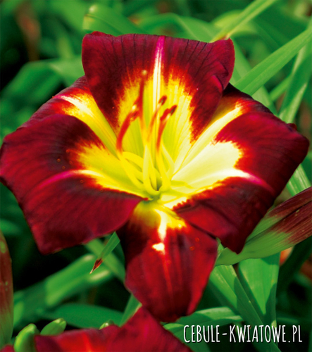 Hemerocallis Liliowiec Night Beacon 1 szt.