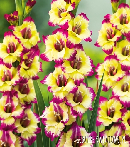 Gladiolus Mieczyk Drobnokwiatowy Zita 5 szt.