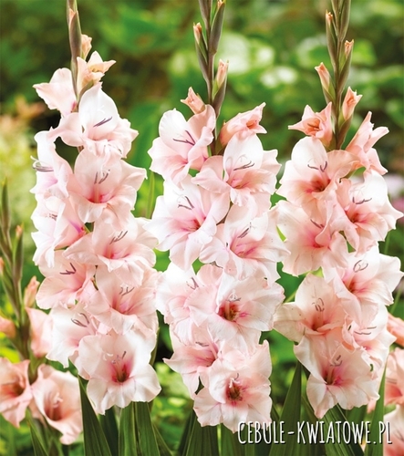Gladiolus Mieczyk Wielkokwiatowy Legolas 5 szt.