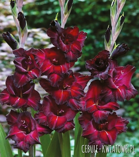 Gladiolus Mieczyk Wielkokwiatowy Black Surprise 5 szt.