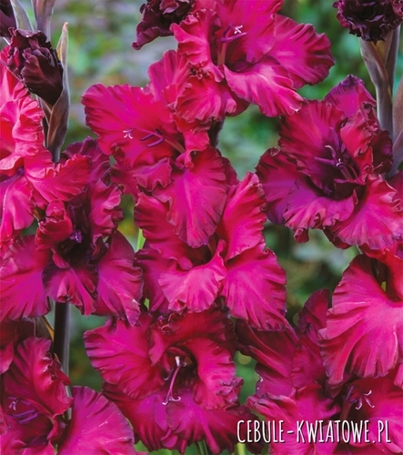 Gladiolus Mieczyk Karbowany Mighty Joe Frizzle 5 szt.