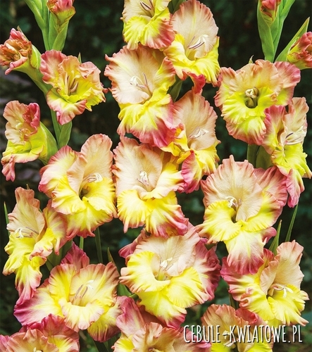 Gladiolus Mieczyk Karbowany Conca Verde 5 szt.