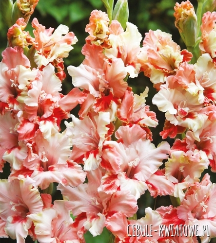 Gladiolus Mieczyk Karbowany Frizzle Butterfly 5 szt.