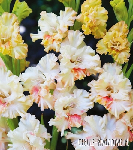 Gladiolus Mieczyk Karbowany Blondy 5 szt.