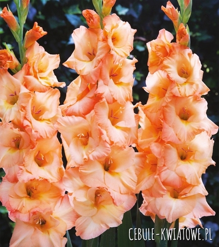 Gladiolus Mieczyk Wielkokwiatowy Arcadia 5 szt.