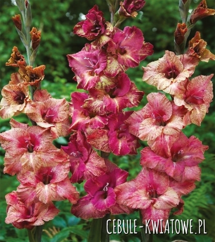 Gladiolus Mieczyk Wielkokwiatowy Brunette 5 szt.