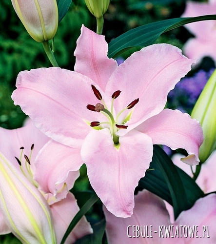 Lilia Orientalna Companion 1 szt.