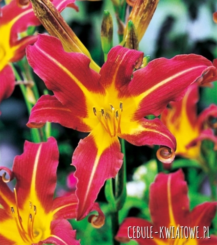 Hemerocallis Liliowiec Red Magic 1 szt.