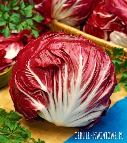 Cykoria Sałatowa Palla Rosa 3