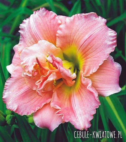 Hemerocallis Liliowiec Double Dream 1 szt.