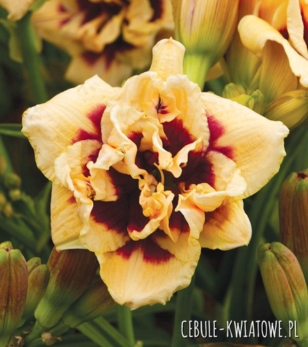 Hemerocallis Liliowiec Roswitha 1 szt.