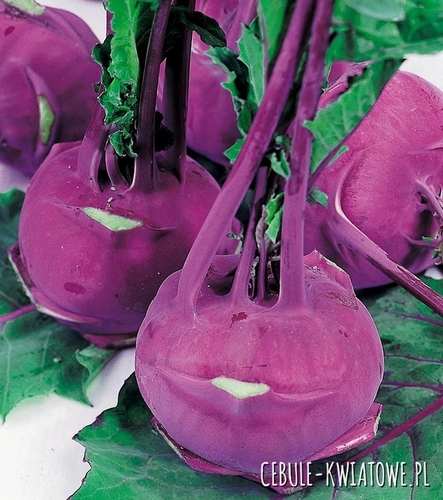 Kalarepa Delikates Blauer - niebieska