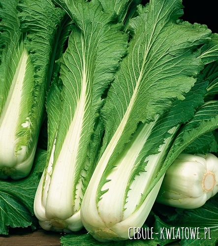 Kapusta Chińska Pak-Choi Joi Choi