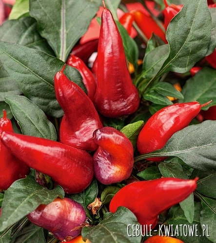 Papryka Royal Black - bardzo ostra typu Chili czerwona