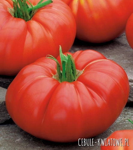 Pomidor Brutus - gigant bardzo duże owoce do 2 kg