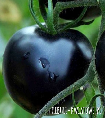 Pomidor Black Cherry - wysoki czarny gruntowy koktajlowy