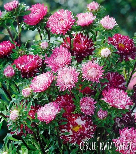 Aster karłowy Ribbon Red