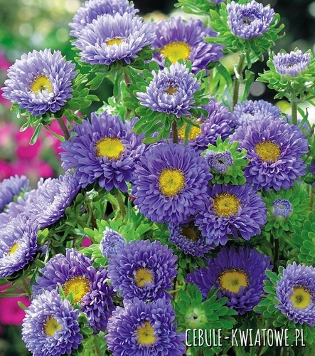 Aster karłowy Ribbon Blue