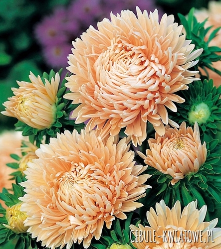 Aster Peoniowy Wysoki Janina jasnoróżowy
