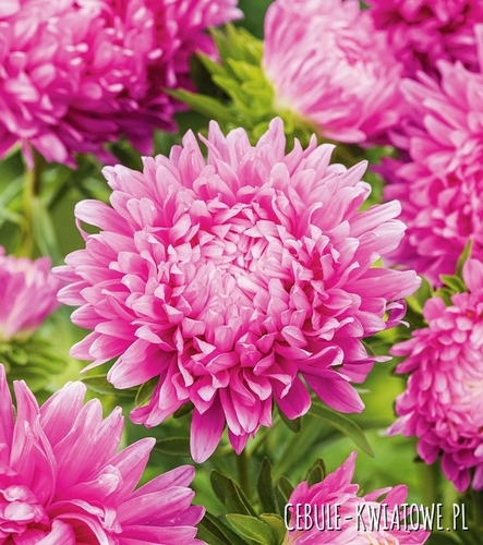 Aster Peoniowy Wysoki Ofelia - różowy