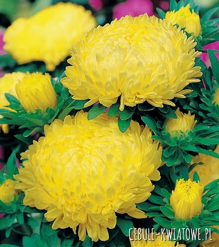 Aster Peoniowy Wysoki żółty
