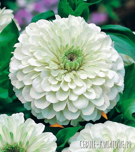 Cynia Daliowa Biała