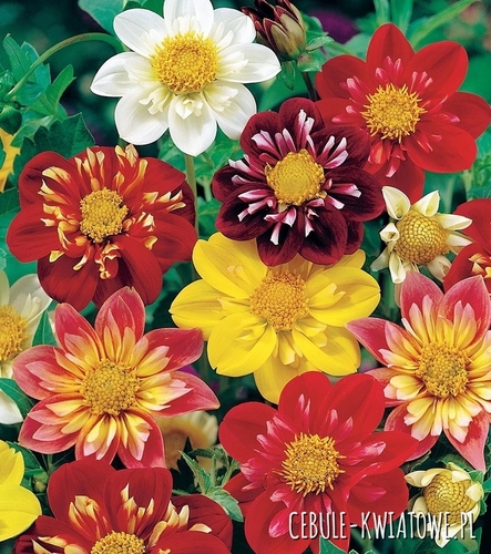 Dalia Karłowa Dwarf Collorette Dandy mieszanka