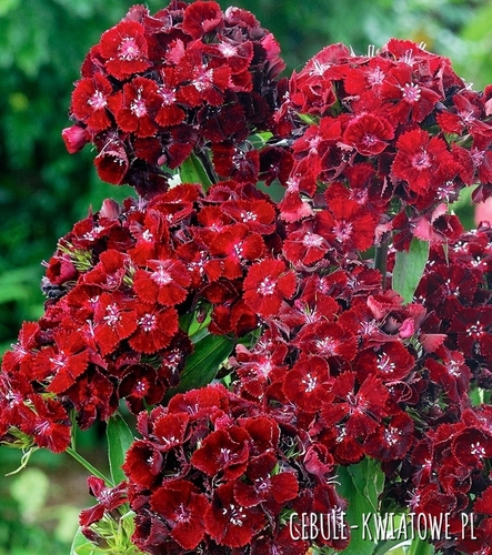 Goździk brodaty Scarlet Beauty