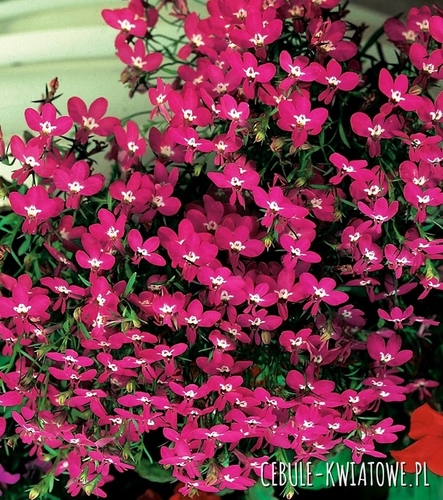 Lobelia Czerwona