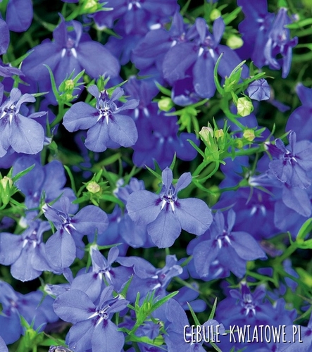 Lobelia Zwisająca Niebieska