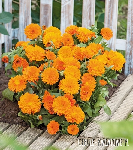 Nagietek Karłowy Orange Gem