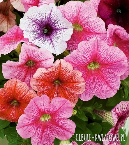 Petunia Żyłkowana Niska Mieszanka