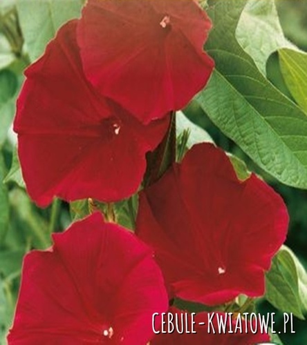 Powój Wilec Scarlet O'Hara
