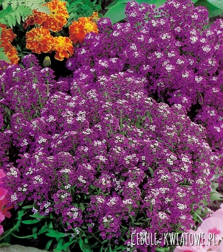 Smagliczka Nadmorska Fioletowa