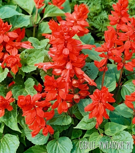 Szałwia Błyszcząca Czardasz Czerwona