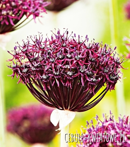 Allium Czosnek Atropurpureum 3 szt.