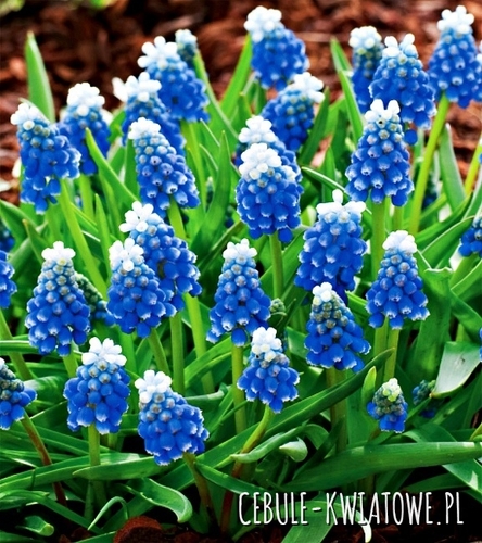 Muscari - Szafirek Touch Of Snow 10 szt.