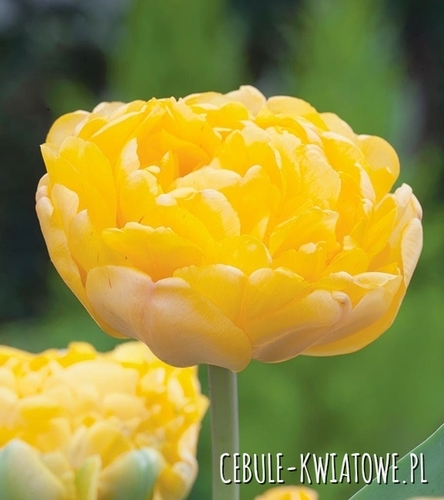 Tulipan Pełny Yellow Margarita 5 szt.